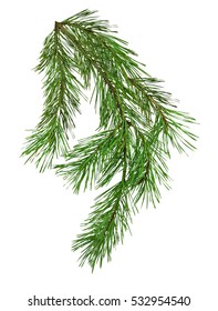 Pine branch isolate on white background without shadows. Close-up. Christmas. Nature.