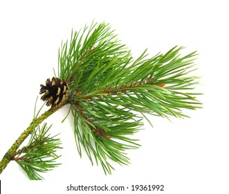 Pine Branch Isolated