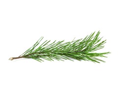 Background of pine branches.  Nature Stock Photos ~ Creative Market