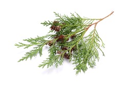 Pine Branch Isolated On White Background