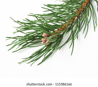 Pine Branch Isolated On White Background