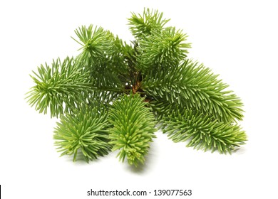 Pine Branch Isolated On White Background