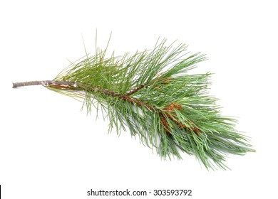 Pine Branch Isolated On White Background