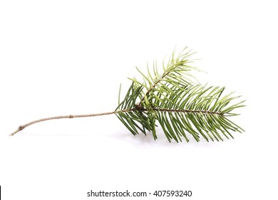 Pine Branch Isolated On White Background