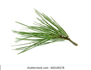 Pine branch isolated on white background.