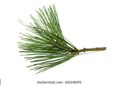 Pine Branch Isolated On White Background.