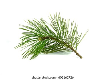 Pine Branch Isolated On White Background.