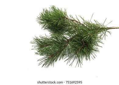 Pine Branch Isolated On White Background