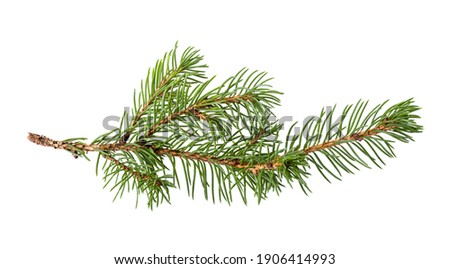 Pine branch isolated on white background. Fir tree branch isolated on white
