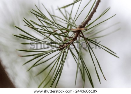 Pine branch with long needles. On a gray rainy day.Polish forests on a grayish foggy February day. Long pine needles on a twig .
