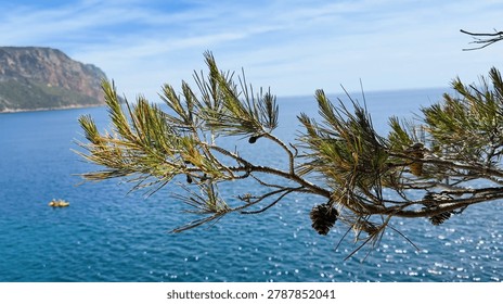 A pine branch with needles and cones frames a view of sparkling turquoise coastal waters.