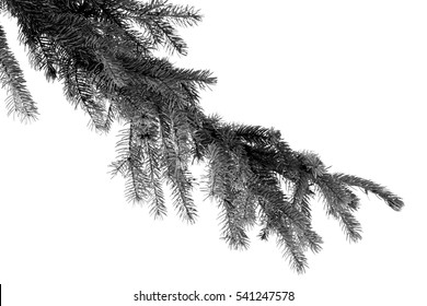 Pine Branch On White Background