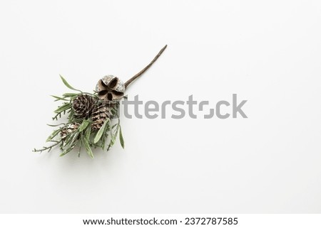 pine branch on white background