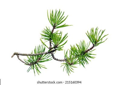 Pine Branch (Pinus Contorta) Isolated On White