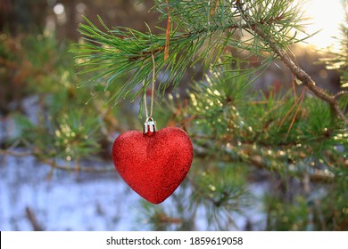 Pine branch in snow close up. Snow fir branch in forest. Red heart in snow. Red heart ballon on branch. Christmas tree decoration. Christmas snow tree