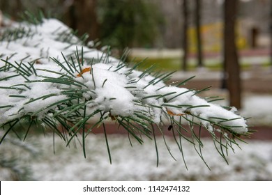 Pine branch with snow hat. The sharp needles stick out from under the snow in different directions