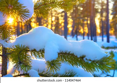 Pine Branch In Snow. Winter Sunset In The Forest.