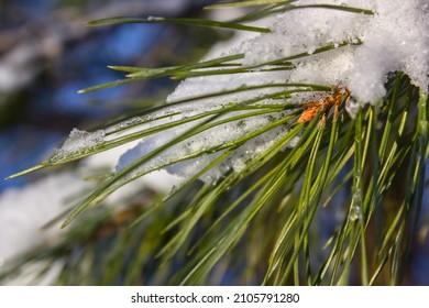 Pine branch with sparkling snow close-up. Green needles of the evergreen macro tree