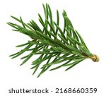 pine branch tree isolated on white background. element for bouquets. Branches greenery elements of plant on white background. Merry christmas, happy new year.