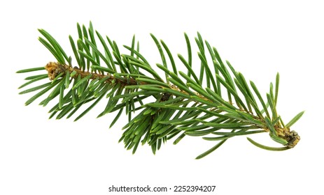 pine branch tree isolated on white background. element for bouquets. Branches greenery elements of plant on white background. Merry christmas, happy new year. - Powered by Shutterstock