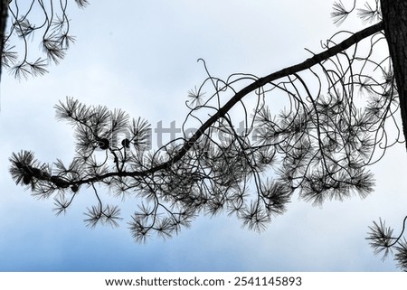 Pine branch pine tree with Pineneedles and pinecones and silhouette against cloudy foggy morning sky