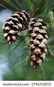 pine branch and two pine cones