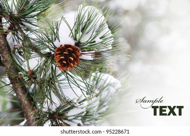 Pine Branch Under Snow With Copyspace