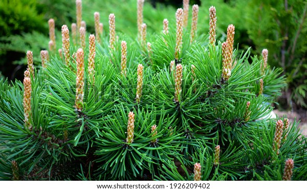 Pine branch young cones macro. Young green sprouts\
pine tree needles. Fresh grow mountain pine twig sprouts, fir\
branch in spring forest. Pinus mugo branch with pollen powder in\
coniferous forest