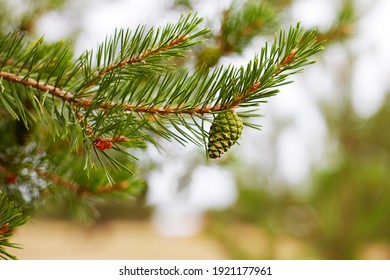 A pine branch with a young green pine cone. Macro photography. Selective focus.