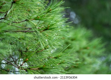 pine branches after rain. wet pine branches after rain close up. Raindrops on a pine needle. Natural blurred background with needles twigs and drops after rain - Shutterstock ID 2113936304