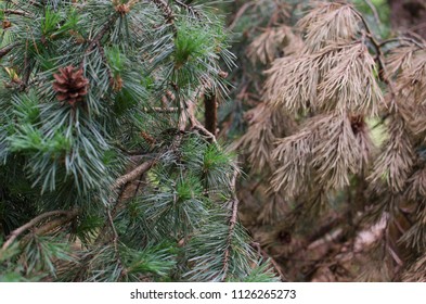 pine branches close-up