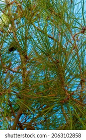 Pine branches and cones in the blue sky. Rich texture of the crown of trees