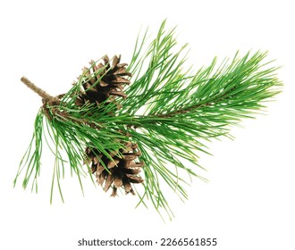 Pine branches with cones isolated without shadow. Beautiful natural decor.Christmas. New year. Pine branches. Forest. Herbal medicine. Fir twigs. Winter holiday. Christmas background concept. - Powered by Shutterstock