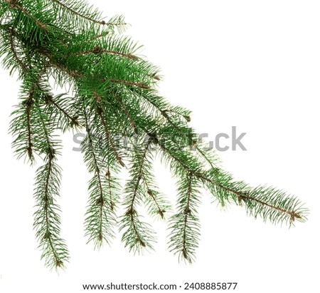 Pine branches and cones.  Long green fir branches. Isolated. For decor and decorations of invitations,advertising and sale. Also for New Year holidays and Christmas garlands and wreaths.