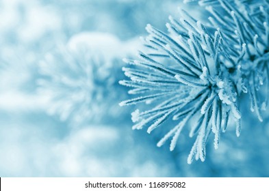 Pine branches covered with hoarfrost - Powered by Shutterstock