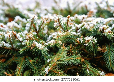 Pine branches dusted with light snow in winter.