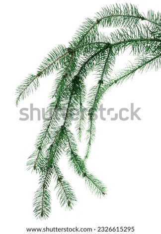 Pine branches. Fir greenery.  Green branches of a Christmas tree isolated. For your design, botanical decor, holiday bouquets, flyers, advertisements and sales.