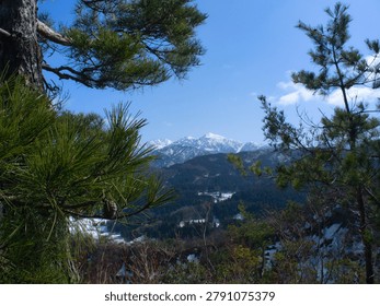 Pine branches frame the distant snow covered mountains under a clear blue sky. The contrast between the green needles and white peaks creates a calm and open view.