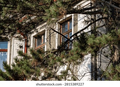 Pine branches in front of an old building facade with windows, creating a natural frame around the exterior