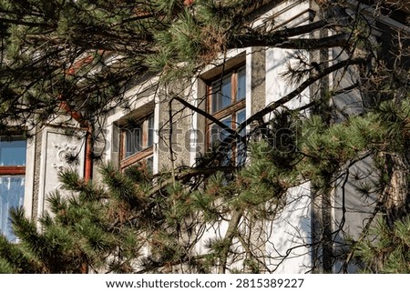 Pine branches in front of an old building facade with windows, creating a natural frame around the exterior