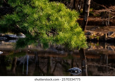 Pine branches lean over the river surface