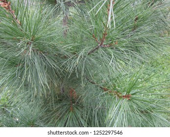  pine branches and needles