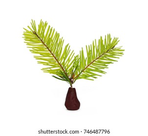 Pine branches on a plasticine platform, stand isolated on white background