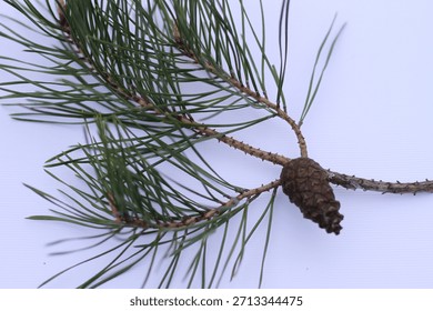 pine branches on a white background