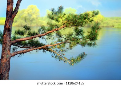 
    Pine branches over the river before a storm