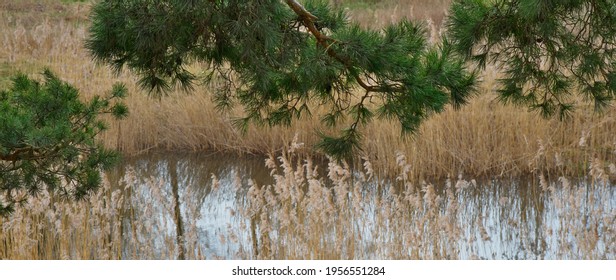 Pine branches over a small river in autumn.