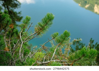Pine branches overlooking a calm mountain lake
