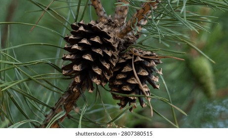 pine branches with small cones. close-up