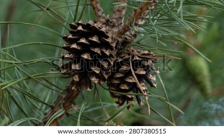 pine branches with small cones. close-up