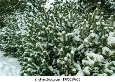 Pine branches in the snow